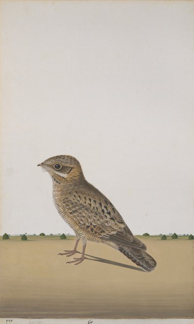 A Common Indian Nightjar by Indian School